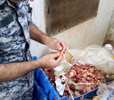 إتلاف 15 طنا من الدجاج الروك غير مطابق للمواصفات في طولكرم